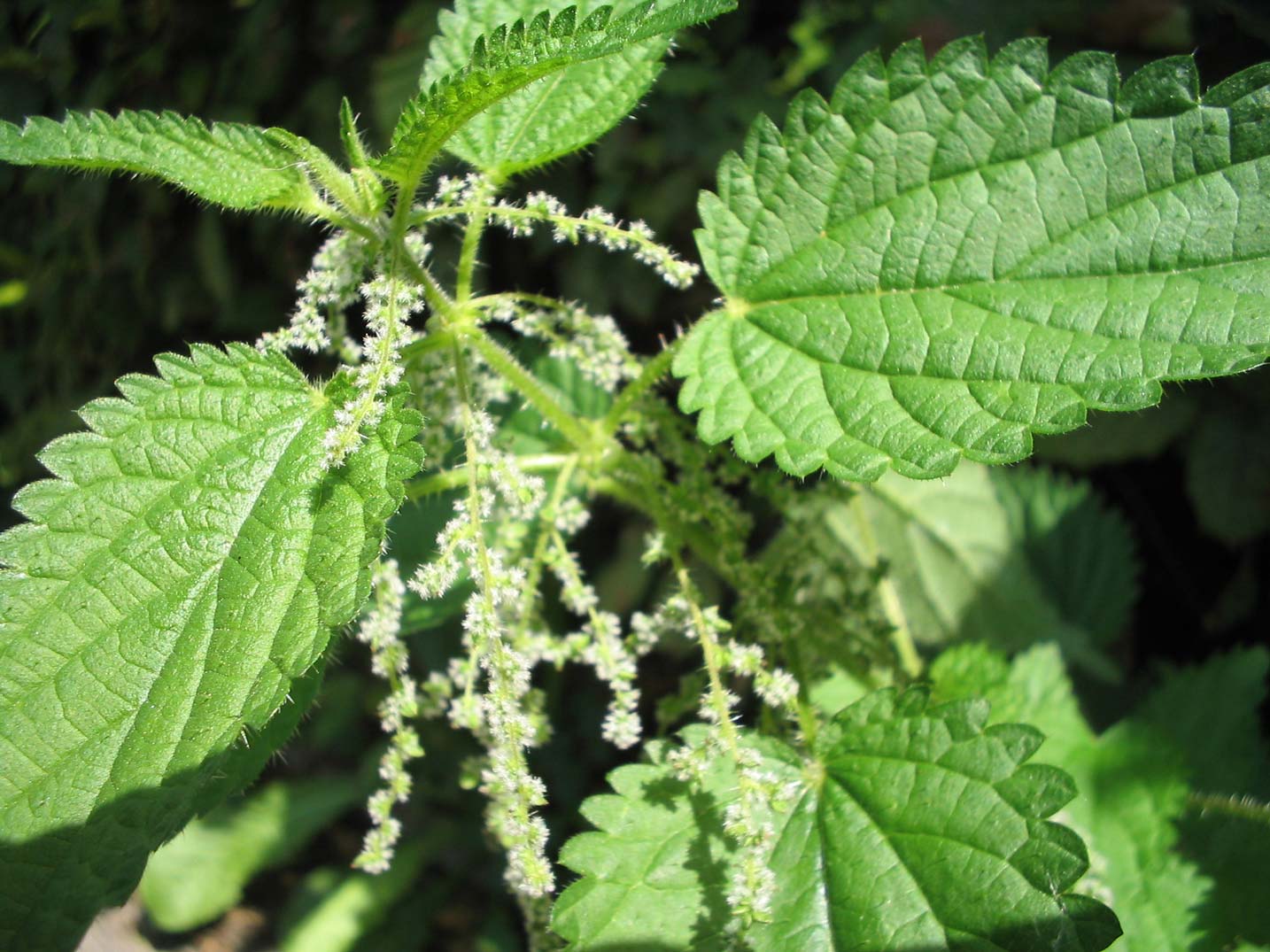 dilgele urtica dioica
