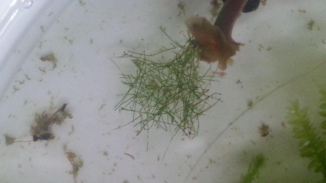 cladophora