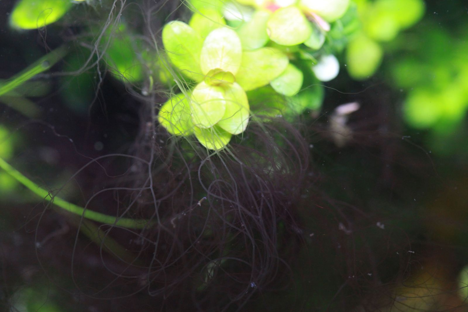 barzda dumbliai Compsopogon sp.