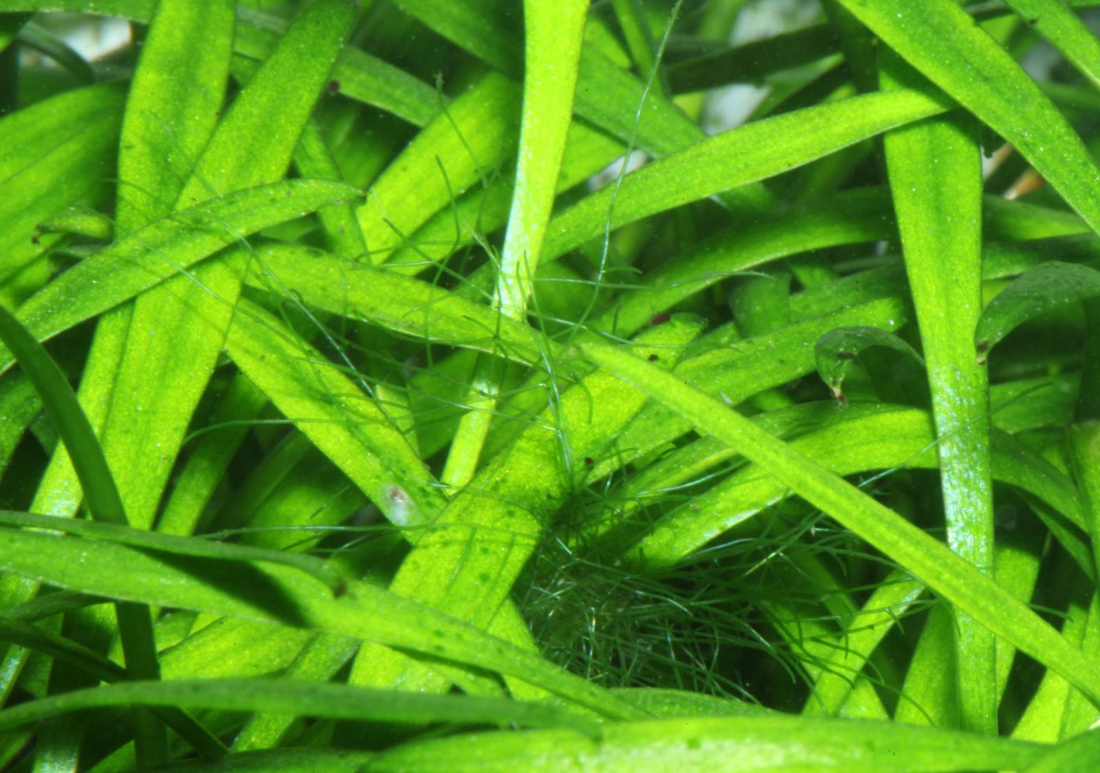 cladophora