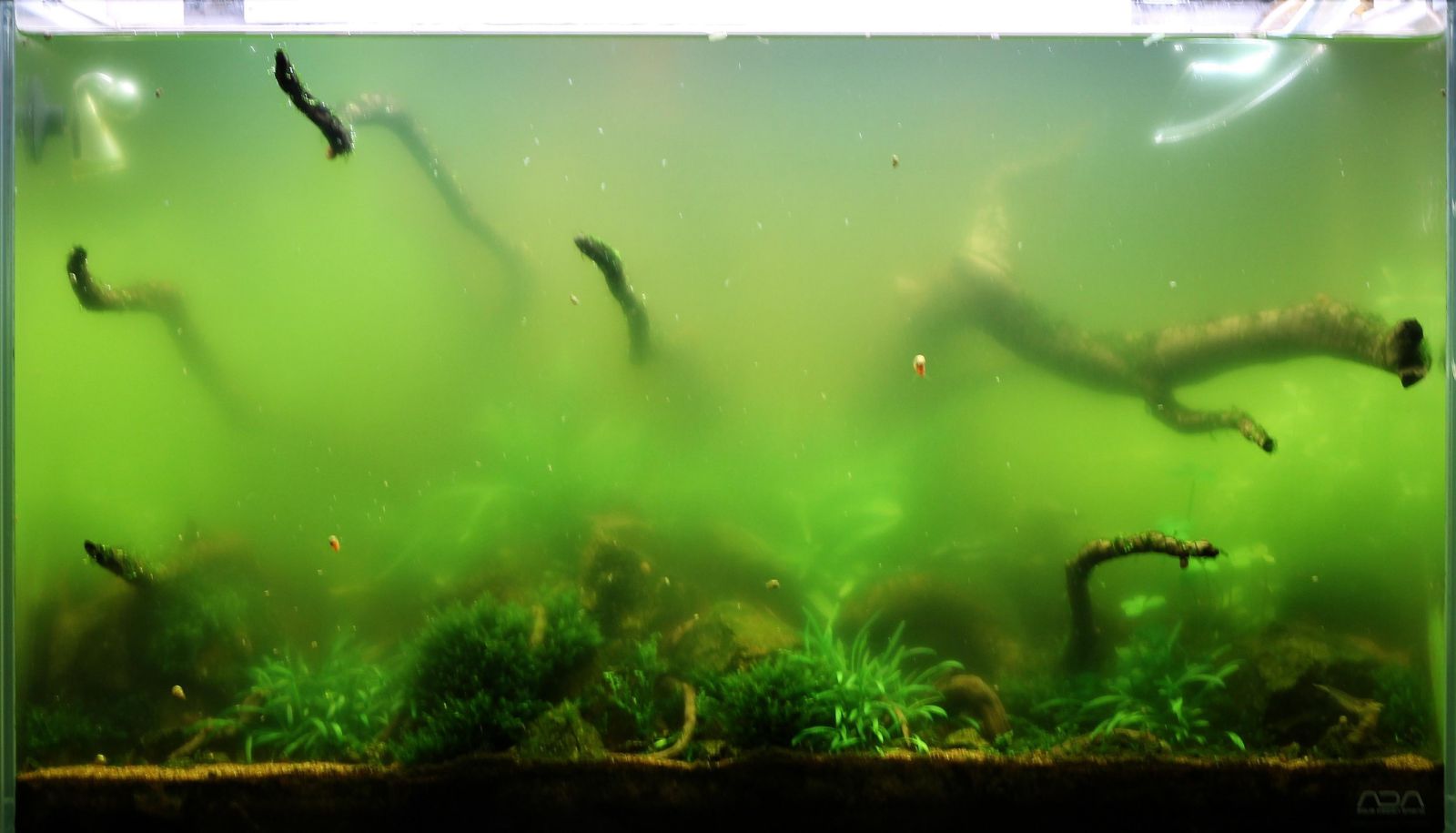 chlorella