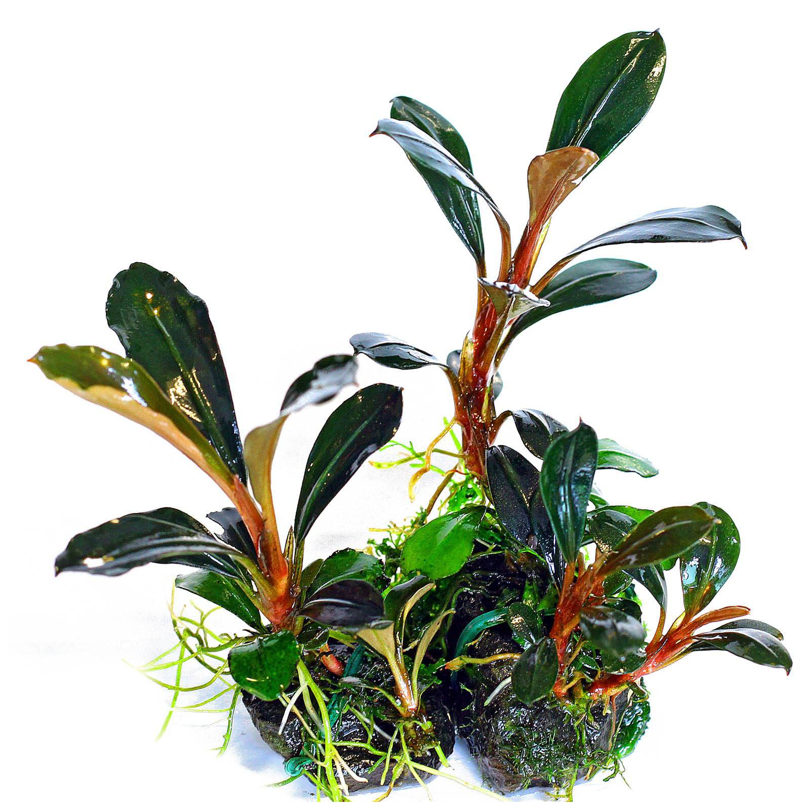 Bucephalandra Bucefalandra Buce