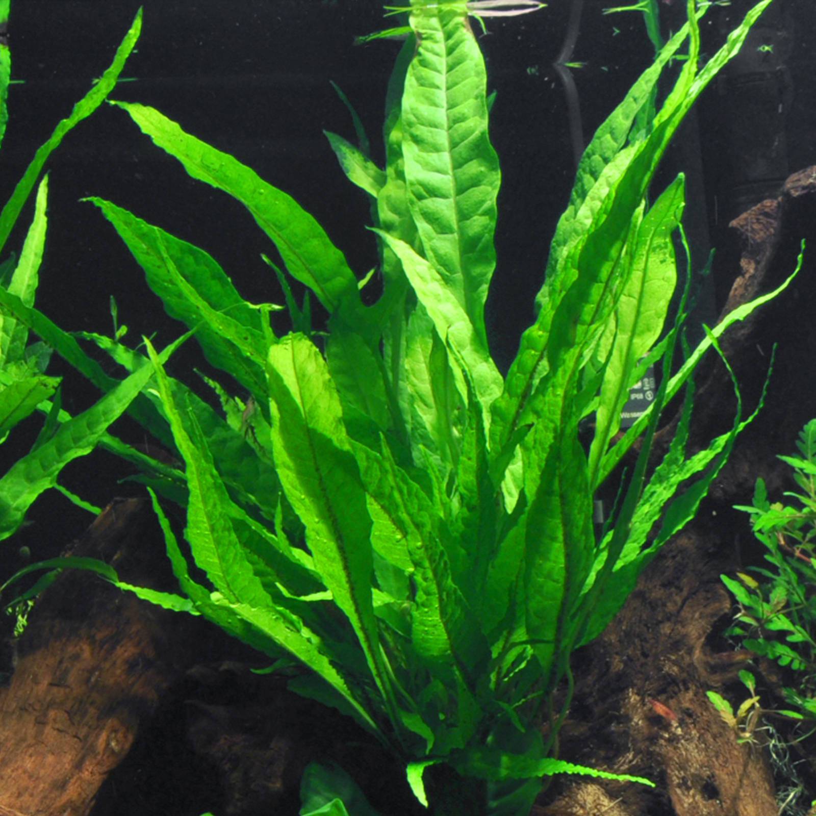 microsorum pteropus