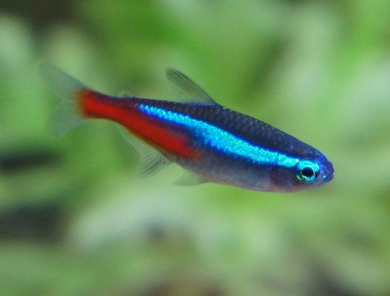 neonas paracheirodon innesi